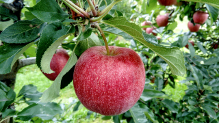 pomme 8 liste